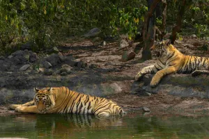 सरिस्का टाइगर रिजर्व : एसटी 19 और उसके शावकों की अच्छी साइटिंग, पर्यटकों में भारी उत्साह