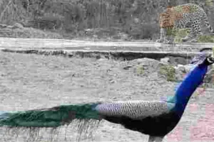 एक फ्रेम में जंगल का रोमांच, किंग राणा और मोर आमने-सामने 