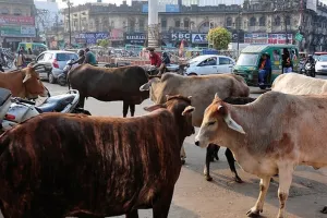 अब हर आवारा पशु की होगी पहचान : यूनिक आईडी से होगी ट्रैकिंग, जानें इस पहल से क्या बदलेगा