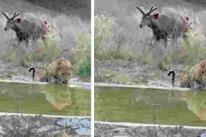 राजस्थान में वन्यजीव गणना का बदला शेड्यूल : अब शाम 5 बजे से शुरू होगा वॉटर हॉल काउंट, 1-2 मई को होगा बाघ-बघेरों सहित वन्यजीवों का आंकलन