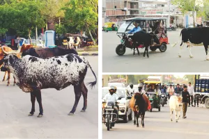 यातायात में खलल : सड़क पर मूविंग ट्रैफिक नहीं, मूविंग पशु; वाहन चालकों को बदलना पड़ा रास्ता
