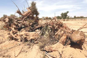 विकास के नाम पर खेजड़ी के वृक्षों पर चली आरी : दो गांवों की रोही में 50 से ज्यादा वृक्षों का सफाया, वन प्रेमियों में रोष