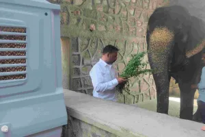 गर्मी में हाथियों की शाही देखभाल : हाथी गांव बना कूल जोन, आयुर्वेदिक तेल से सुरक्षा-भीषण गर्मी में खास इंतजाम