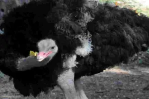 तपती गर्मी में कूल इंतजाम : चिड़ियाघर में पक्षियों की खास देखभाल, नेट से ढंके पिंजरे