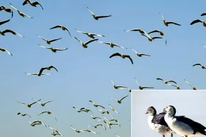 मिडिल ईस्ट में युद्ध : परिंदे भी हुए बेघर, दूसरे देशों में ढूंढ रहे बसेरा, सर्दियों में हर साल मध्य एशिया और सेंट्रल यूरोप से कोटा आते हैं पक्षी