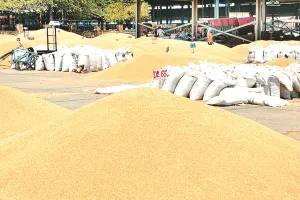 असर खबर का : गेहूं खरीद के नियमों में मिली महत्वपूर्ण छूट, प्रभावित किसानों को बड़ी राहत