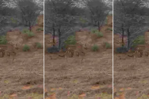 बीड पापड़ लेपर्ड सफारी में बढ़ी रोमांचक साइटिंग : पर्यटकों को दिखे लेपर्ड, विद्याधर नगर में भी वन्यजीव प्रेमियों को मिल रहा खास अनुभव 