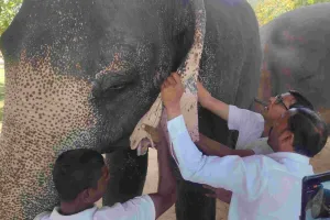 हाथी गांव में लगा स्वास्थ्य जांच कैंप : हाथियों की सेहत पर वन विभाग की खास नजर, विशेषज्ञ डॉक्टरों की टीम ने लिए सैंपल