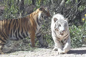 संघर्ष से शौर्य तक : मां के बिना पले भीम-स्कंधी अब नाहरगढ़ टाइगर सफारी के सरताज