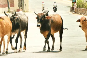 आमजन के लिए खतरा सांड, फिर भी सड़कों पर बसेरा