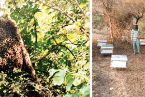 सावधान: मधुमक्खियों का छत्ता तोड़ा तो 3 साल की जेल