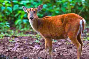 नाहरगढ़ बायोलॉजिकल पार्क फिर विवादों में : बार्किंग डियर लापता, सुरक्षा पर उठे गंभीर सवाल ; मॉनिटरिंग व्यवस्था फेल 