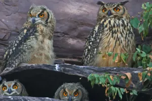 मुकुंदरा और शेरगढ़ के जंगलों में आबाद हो रही उल्लुओं की दुनिया