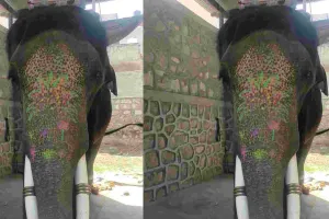 हाथी गांव में लगेगा मेगा हेल्थ कैंप : 70 से अधिक हाथियों की होगी मेडिकल जांच रक्त, यूरिन सहित होंगी अन्य जांचें