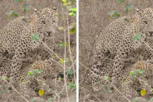 आमागढ़ लेपर्ड रिजर्व में रोमांचक नज़ारा : एक साथ दिखे दो लेपर्ड, शाम की सफारी बनी यादगार