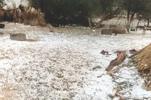 ओलों के सफेद धोरे : जयपुर, अजमेर, बीकानेर सहित कई जगह तेज अंधड़ के साथ बारिश, फसलों को नुकसान