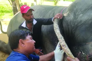 विशेष स्वास्थ्य शिविर : हाथियों की आंख, खून और लार के लिए नमूने, विस्तृत जांच के लिए राज्य रोग निदान केंद्र भेजा