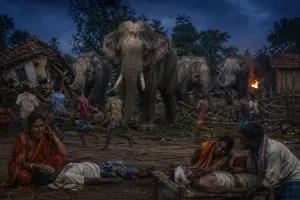 झारखंड के कोड़रमा में हाथियों का कहर : दो की मौत, तीन घायल, ग्रामीणों में दहशत