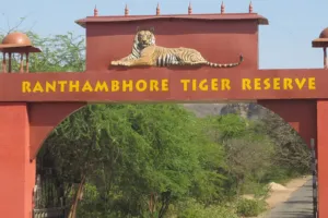 रणथंभौर टाइगर रिजर्व से दुखद खबर : क्षेत्रीय संघर्ष में बाघ T-2402 की मौत, पहाड़ी पर मिला शव