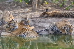 सरिस्का बफर क्षेत्र में बढ़ी बाघों की गतिविधि : वन विभाग ने जारी की चेतावनी, 11 बाघ-बाघिनों का विचरण जारी