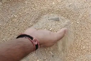 राशन के गेहूं में रेत, कंकर और मिट्टी मिलने पर हंगामा