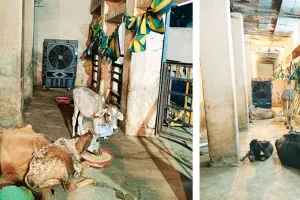 गायों को भी मिलेगी गर्मी से राहत, बीच-बीच में पानी का छिड़काव 