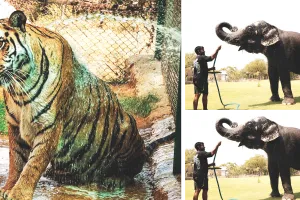 जयपुर में वन्यजीवों के लिए कूल इंतजाम, स्प्रिंकलर-कूलर से मिल रही राहत 