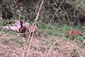 सरिस्का में खुशखबरी : बाघिन ST-22 ने दिए दो शावकों को जन्म, बाघों की संख्या बढ़कर 54