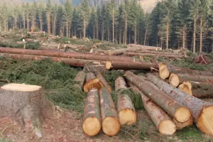 जंगलों की कीमत पर भविष्य के सपने