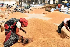 असर खबर का : किसानों को राहत, चना खरीद की बढ़ाई अवधि