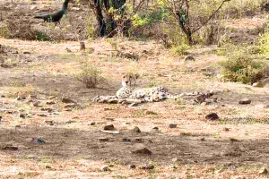 चीते को ट्रेंकुलाइज कर ले जाया गया मध्य प्रदेश, विशेषज्ञ टीम ने सुरक्षित तरीके से किया रेस्क्यू