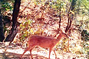 बुद्धपूर्णिमा की धवल चांदनी में सम्पन्न हुई कुम्भलगढ़ अभयारण्य के रेंजों में वन्यजीव गणना, अठखेलियां हुईं कैमरे में ट्रैप