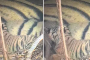 शावक के साथ दिखी बाघिन आरबीटी-124, विभाग कर रहा निगरानी