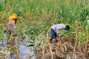 भण्डेड़ा में जलभराव समस्या पर किसानों की मांग तेज, जानें पूरा मामला 