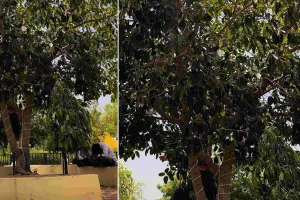 विश्व पर्यावरण दिवस : 10 साल में बिग बी का बरगद अमित वृक्ष बना, जयपुर वैक्स म्यूजियम की लाइफलाइन