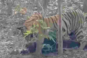 रणथम्भौर में गूंजेगी बाघ संरक्षण की आवाज : 26 जून से शुरू होगा 5वां रॉयल रणथम्भौर इंटरनेशनल टाइगर वीक, देश के 6 बाघों की विरासत पर विशेष चर्चा