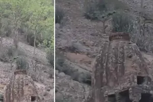 पहाड़ी क्षेत्र में एक साथ नजर आए चार लेपर्ड, बंदरों का शिकार करते हुए कैमरे में कैद, वीडियो सोशल मीडिया पर वायरल