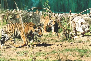 अंतरराष्ट्रीय बाघ दिवस : प्रदेश के चार बायोलॉजिकल पार्कों में 18 टाइगर, अकेले नाहरगढ़ में दहाड़ रहे 14 टाइगर