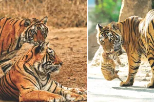 अंतरराष्ट्रीय बाघ दिवस : बाघों की दहाड़ से गूंज रहा राजस्थान, 149 तक पहुंची बाघों की संख्या