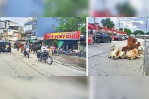 असर खबर का :  आवारा मवेशियों पर कार्रवाई तेज, एक दिन में पकड़ीं 80 गायें