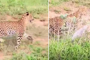 झालाना में फ्लोरा के शावक ने सीखा पहला शिकार : खरगोश का किया पीछा, पर्यटकों के कैमरे में कैद हुआ रोमांचक पल