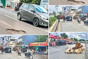 गड्ढे और मवेशी = बरसात में खतरा 
