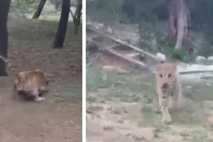 सफारी के दौरान दिखा रोमांच, मेल लेपर्ड 'बहादुर' ने श्वान पर बोला हमला