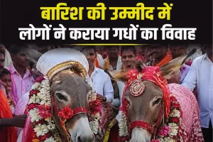 बेलगावी में अनोखी परंपरा: बारिश की उम्मीद में ग्रामीणों ने कराया गधों का विवाह, सोशल मीडिया पर वायरल हुआ पारंपरिक आयोजन 