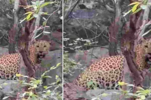 बारिश के बाद हरियाली से निखरा झालाना : राणा की दमदार वॉक बनी पर्यटकों के रोमांच का केंद्र, जोन-1 और पार्किंग क्षेत्र के आसपास मेल लेपर्ड की लगातार साइटिंग