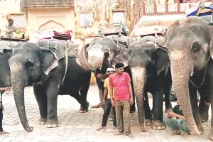 वर्ल्ड एलिफेंट डे : घटा हाथी सवारी का आकर्षण, 8 साल में 70% पर्यटक हुए कम