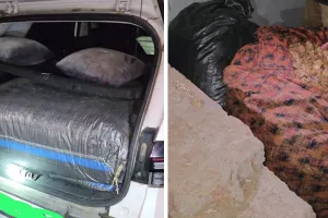 बेगूं में सीबीएन की बड़ी कार्रवाई, 73.150 किलो डोडाचूरा व वेन्यू कार जब्त