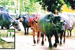 श्रीनाथपुरम में बीएसएनएल ऑफिस बना मवेशियों का तबेला