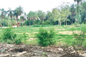 जेडीबी आर्ट्स कॉलेज परिसर में हरियाली व सौंदर्यीकरण के नाम पर लगा दिए खतरनाक  प्रतिबंधित कोनोकार्पस 