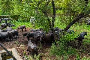 उमरी वन क्षेत्र में विशेष अभियान : सरिस्का में अवैध चराई पर वन विभाग का बड़ा शिकंजा, 30 से अधिक भैंसें जब्त